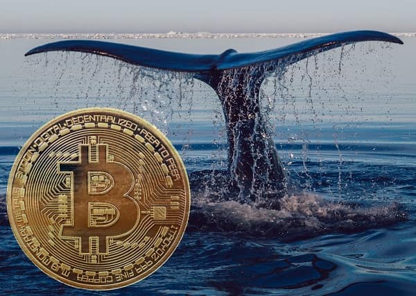 Balinaların Bitcoin birikimi 7 ayın zirvesinde: BTC fiyatı 30.700 doları gördü